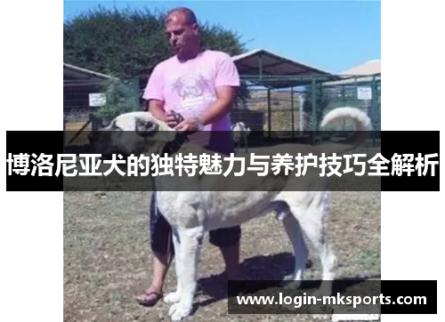 博洛尼亚犬的独特魅力与养护技巧全解析